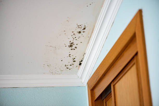 Professional Mold Removal in Sumter, SC