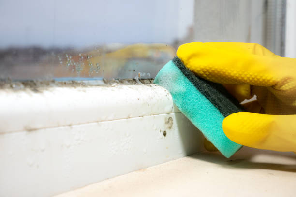 Mold Testing and Removal in Sumter, SC